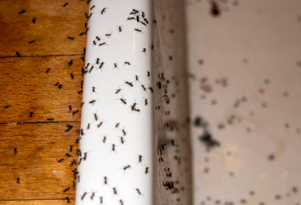 Best Pest Control Near Me  in Fairview, OR