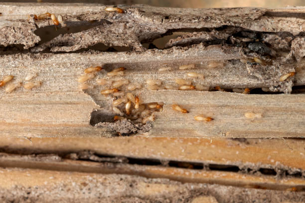 Best Termite Control Services  in Fairview, OR